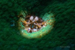 Mantis shrimp by Julian Hsu 